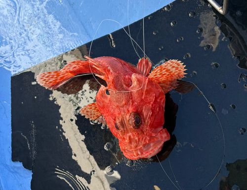 オニカサゴの釣果