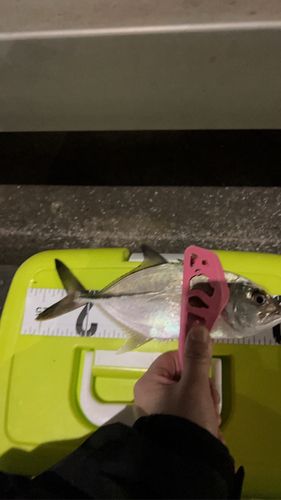 東京湾（アクアライン〜富津）