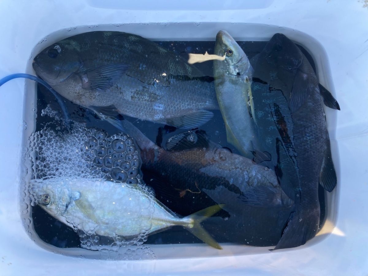 ウキ釣り修行さんの釣果 1枚目の画像