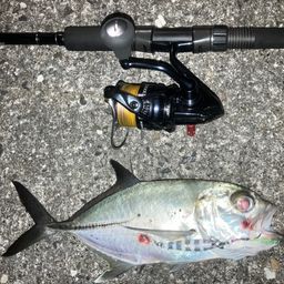 セイゴ（マルスズキ）