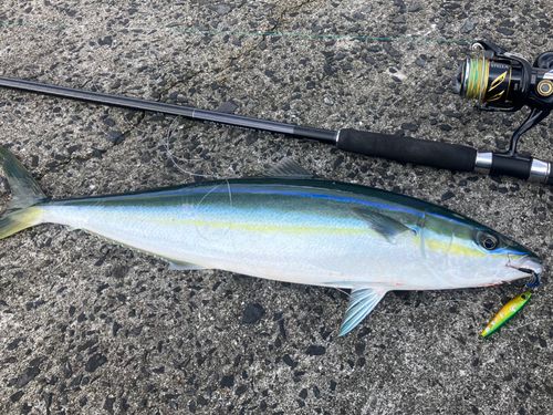 セイゴ（マルスズキ）の釣果