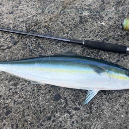 セイゴ（マルスズキ）