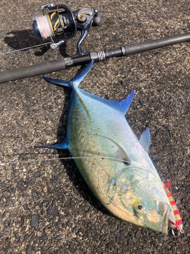 セイゴ（マルスズキ）の釣果