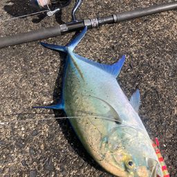 セイゴ（マルスズキ）