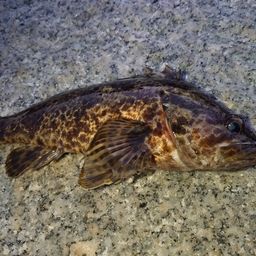 タケノコメバル