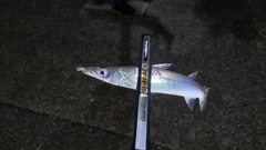 アカカマスの釣果