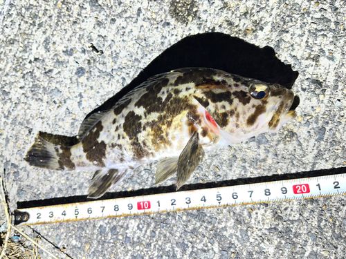 タケノコメバルの釣果