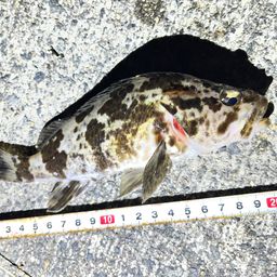 タケノコメバル