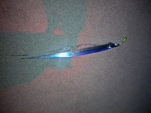 タチウオの釣果