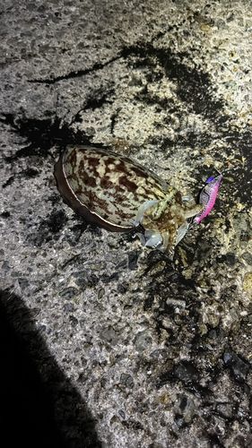 コウイカの釣果