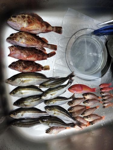 イサキの釣果