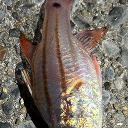 オオスジイシモチ