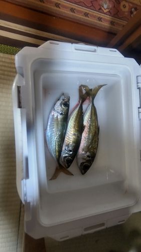 アジの釣果