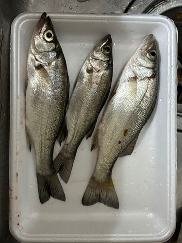 セイゴ（ヒラスズキ）の釣果