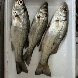 セイゴ（ヒラスズキ）