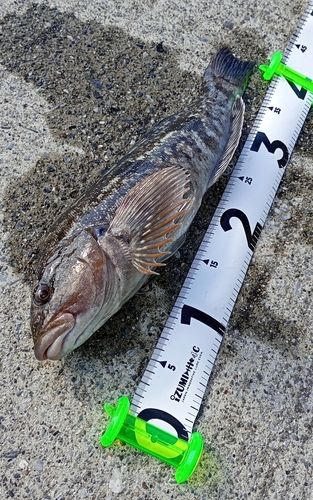 アイナメの釣果