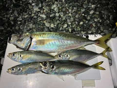 マアジの釣果