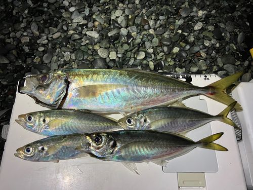 マアジの釣果