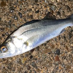 セイゴ（マルスズキ）