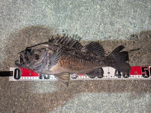 クロソイの釣果