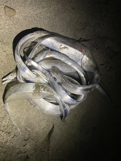 タチウオの釣果