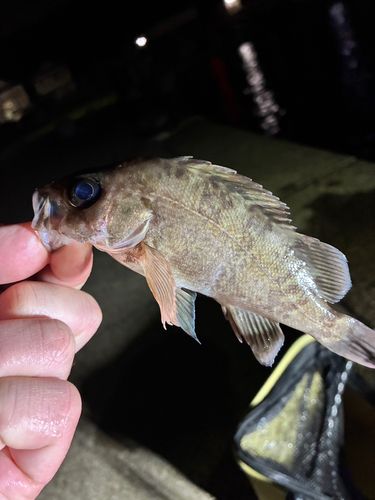シロメバルの釣果