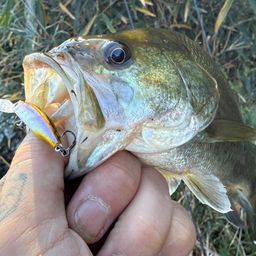 ラージマウスバス