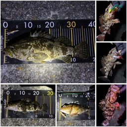 タケノコメバル