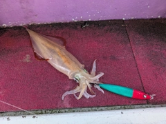 ヤリイカの釣果