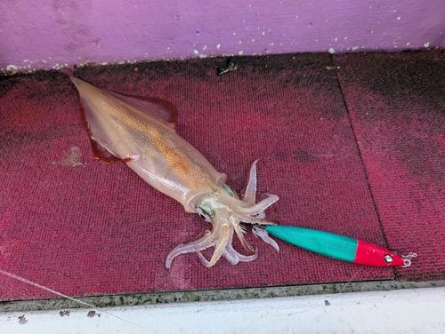 ヤリイカの釣果
