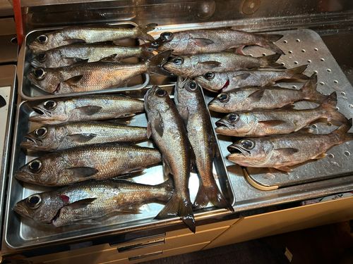 クロムツの釣果