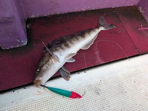 ホッケの釣果