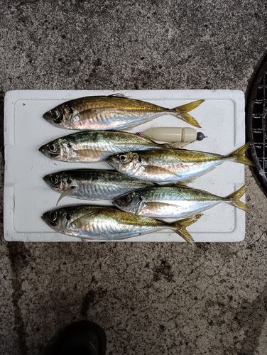 マアジの釣果