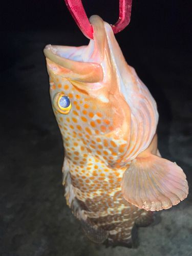 キジハタの釣果