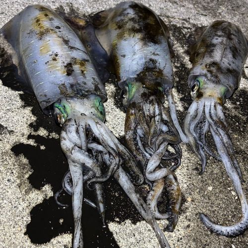イカの釣果