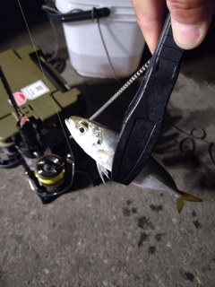 ギンガメアジの釣果