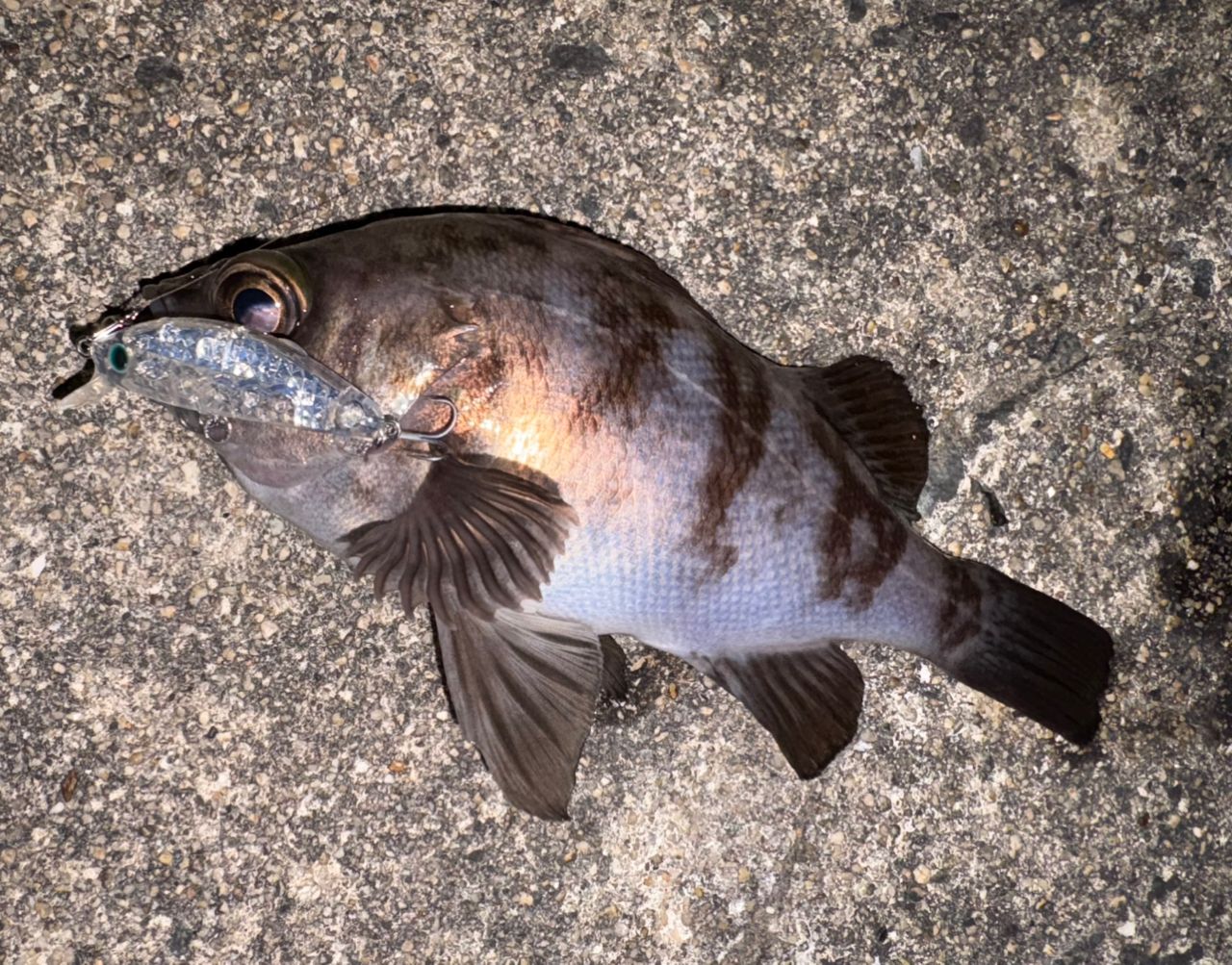 DAIWA 20月下美人 アジング 78ML-Sの最安値・インプレ・釣果 | 本音の