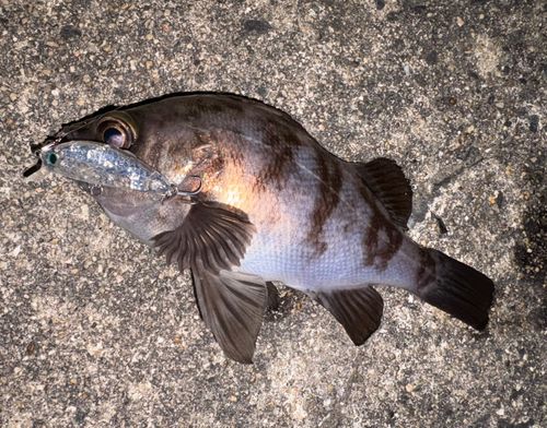 小名浜港市場前