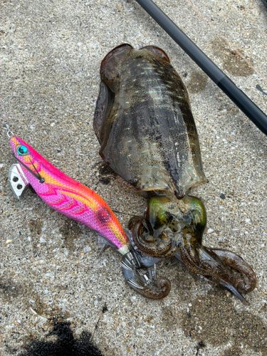 アオリイカの釣果