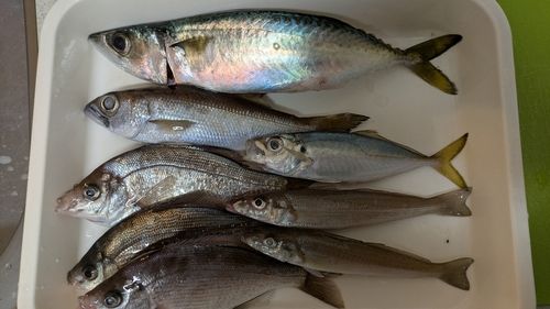 サバの釣果