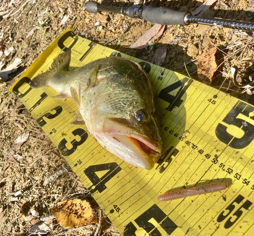 ブラックバスの釣果