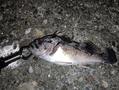 クロソイの釣果