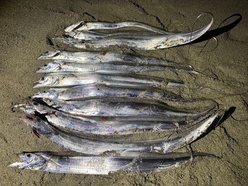 タチウオの釣果