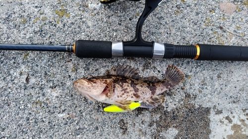 タケノコメバルの釣果