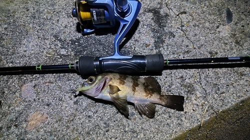 メバルの釣果