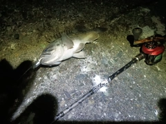 クロソイの釣果