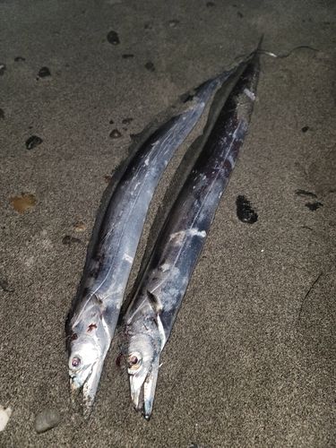 タチウオの釣果