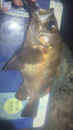 アカメバルの釣果