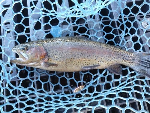 レインボートラウトの釣果