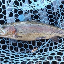 レインボートラウト